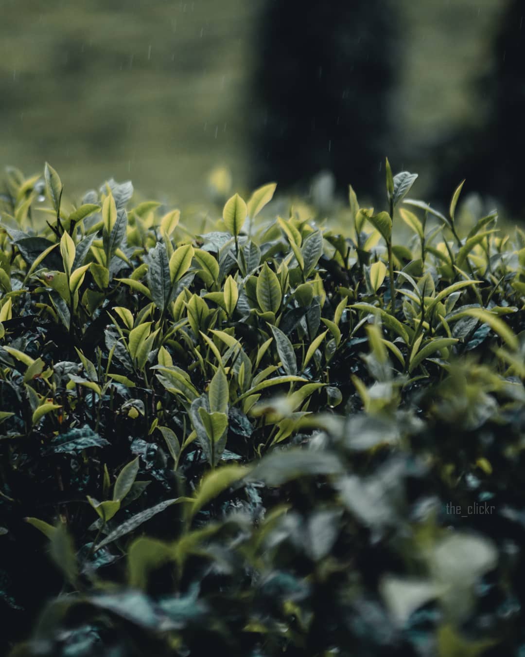 Photography sample 4